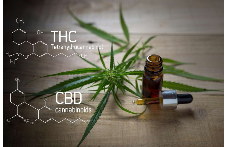 Cannabis: ¿En qué se diferencian el CBD y el THC?