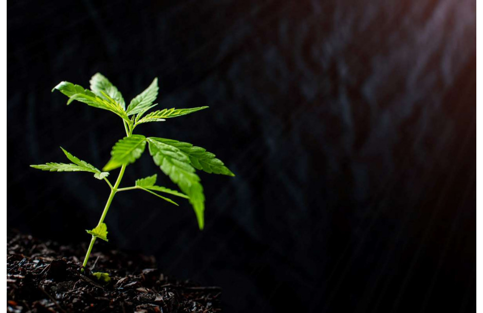 ¿Cómo germinar semillas de marihuana?